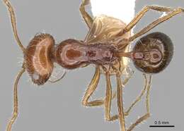 Plancia ëd Ocymyrmex cavatodorsatus Prins 1965