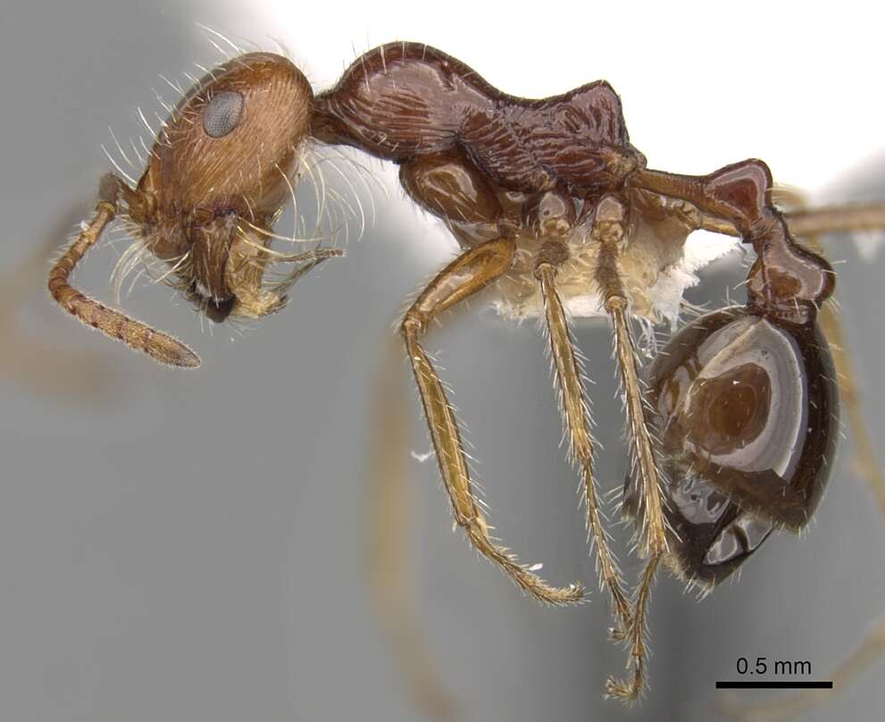 Plancia ëd Ocymyrmex cavatodorsatus Prins 1965