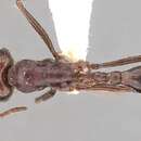 Image of Ocymyrmex nitidulus Emery 1892