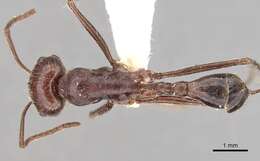 Ocymyrmex nitidulus Emery 1892 resmi