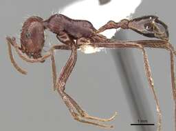 Ocymyrmex nitidulus Emery 1892 resmi