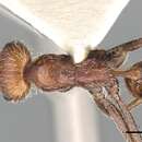 Image of Ocymyrmex micans Forel 1910