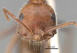 Ocymyrmex micans Forel 1910 resmi