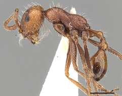 Ocymyrmex micans Forel 1910 resmi