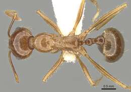 Image of Aphaenogaster poultoni Crawley 1922