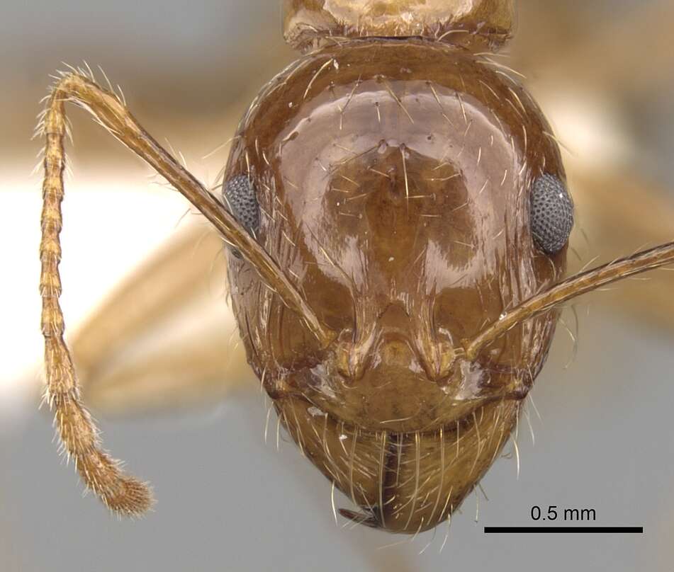 Image of Aphaenogaster poultoni Crawley 1922