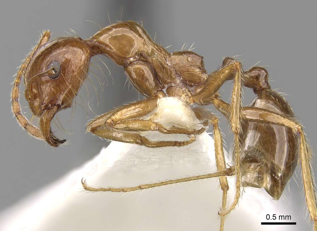 Image of Aphaenogaster poultoni Crawley 1922