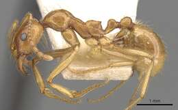 Image of Aphaenogaster barbigula Wheeler 1916