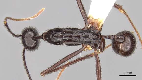 Image of Aphaenogaster dromedaria (Emery 1900)