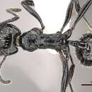 Image of Aphaenogaster sagei (Forel 1902)