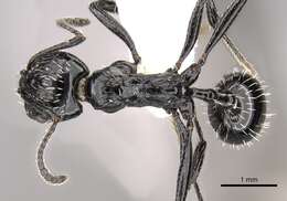 Image of Aphaenogaster sagei (Forel 1902)