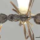 Image of Aphaenogaster schurri (Forel 1902)