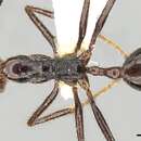 Image of Aphaenogaster beccarii Emery 1887