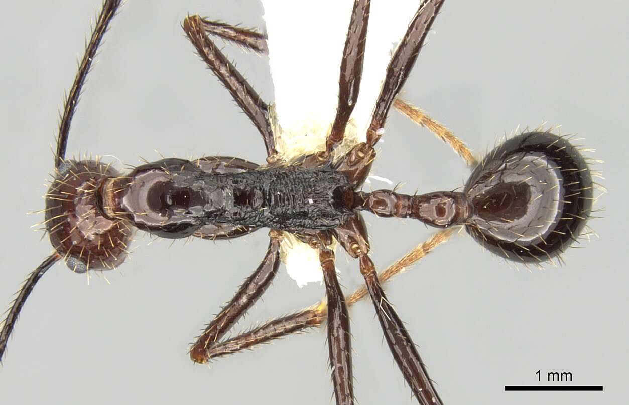 Image of Aphaenogaster beccarii Emery 1887