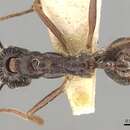 Image of Aphaenogaster rothneyi Forel 1902