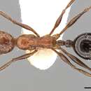 Слика од Aphaenogaster tipuna Forel 1913