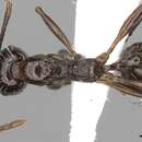Image of Aphaenogaster cristata (Forel 1902)