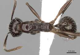 Image of Aphaenogaster cristata (Forel 1902)