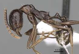 Image of Aphaenogaster cristata (Forel 1902)