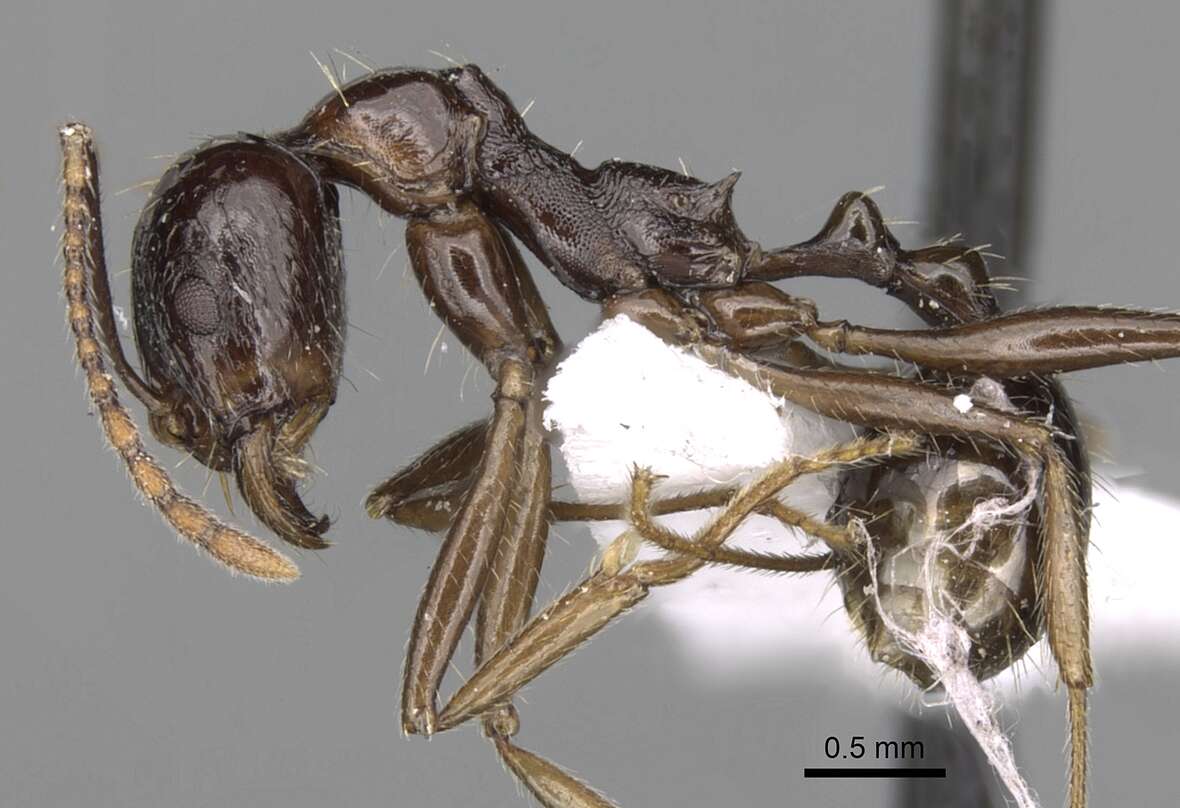 Image of Aphaenogaster cristata (Forel 1902)