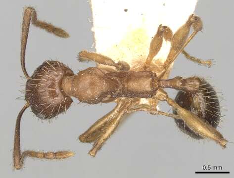 Image of Aphaenogaster strioloides Forel 1890