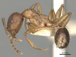 Image of Aphaenogaster strioloides Forel 1890