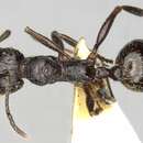 Image de Aphaenogaster obsidiana Mayr 1861