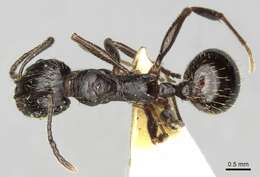 Aphaenogaster obsidiana Mayr 1861的圖片