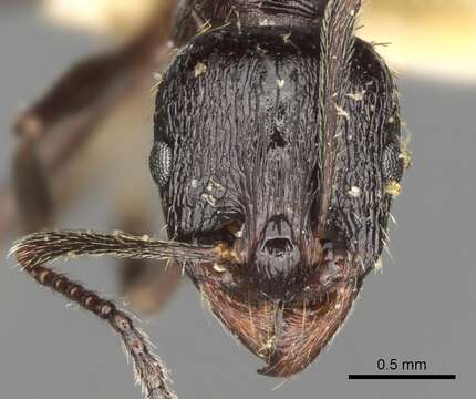 Aphaenogaster obsidiana Mayr 1861的圖片