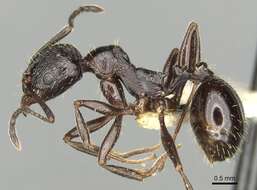 Aphaenogaster obsidiana Mayr 1861的圖片