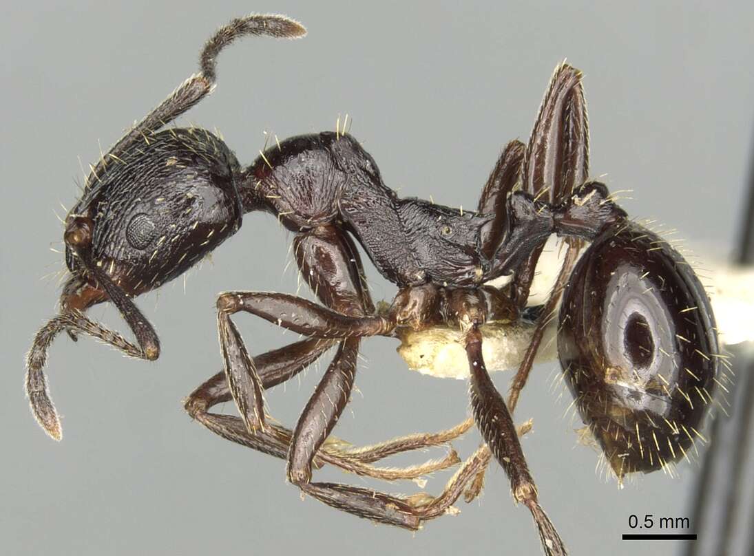 Aphaenogaster obsidiana Mayr 1861的圖片