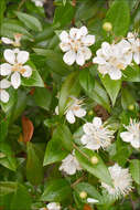 Myrtus communis subsp. communis resmi