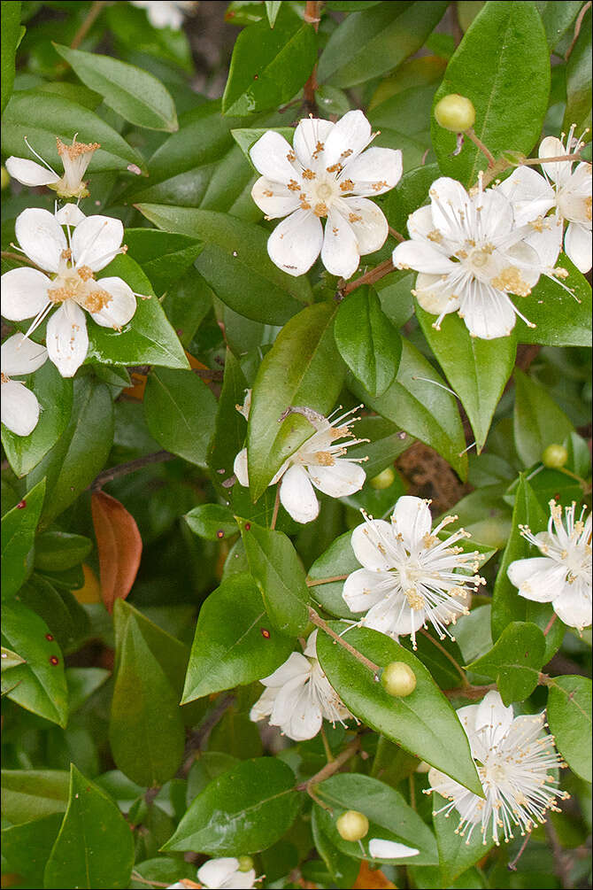 Myrtus communis subsp. communis resmi