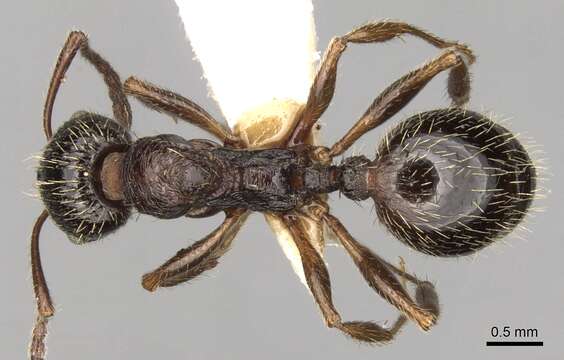 Image of Aphaenogaster epirotes (Emery 1915)