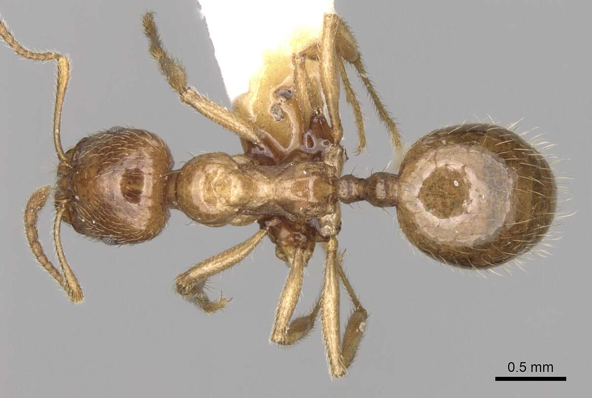 Image of Aphaenogaster pallida (Nylander 1849)