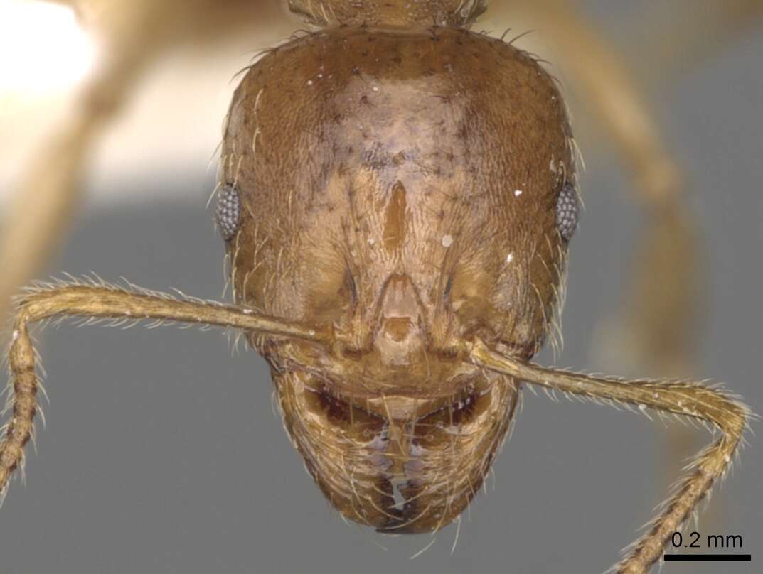 Image of Aphaenogaster pallida (Nylander 1849)