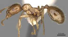 Image of Aphaenogaster pallida (Nylander 1849)