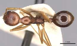 Image of Aphaenogaster ovaticeps (Emery 1898)