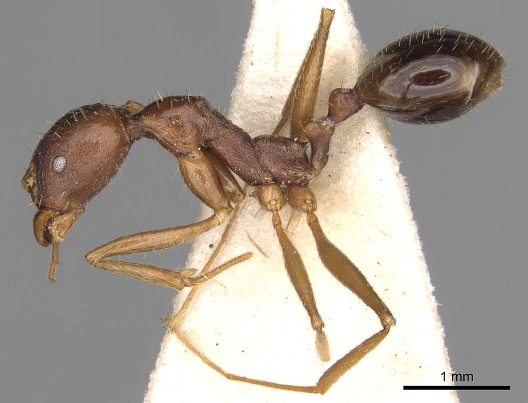 Image of Aphaenogaster ovaticeps (Emery 1898)