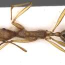 Image of Aphaenogaster phillipsi Wheeler & Mann 1916