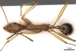 Image of Aphaenogaster phillipsi Wheeler & Mann 1916