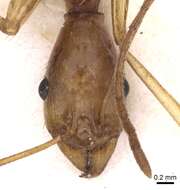 Image of Aphaenogaster phillipsi Wheeler & Mann 1916