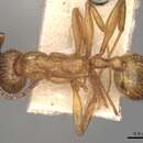Image of Aphaenogaster crocea Andre 1881