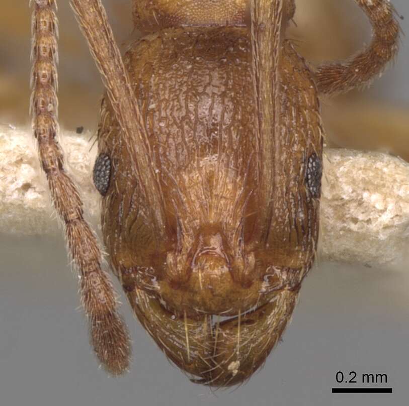 Image of Aphaenogaster crocea Andre 1881