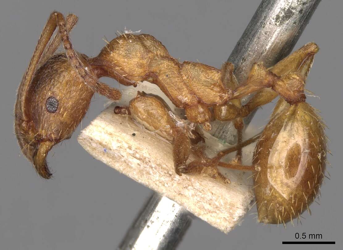 Image of Aphaenogaster crocea Andre 1881