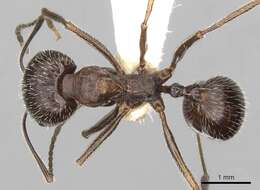 Aphaenogaster striativentris Forel 1895的圖片