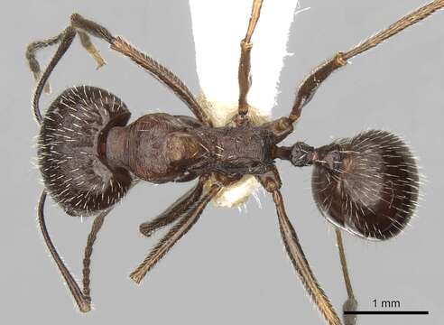 Image of Aphaenogaster striativentris Forel 1895