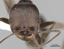 Aphaenogaster striativentris Forel 1895的圖片