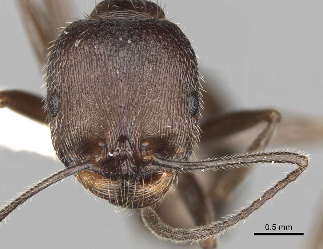 Aphaenogaster striativentris Forel 1895的圖片