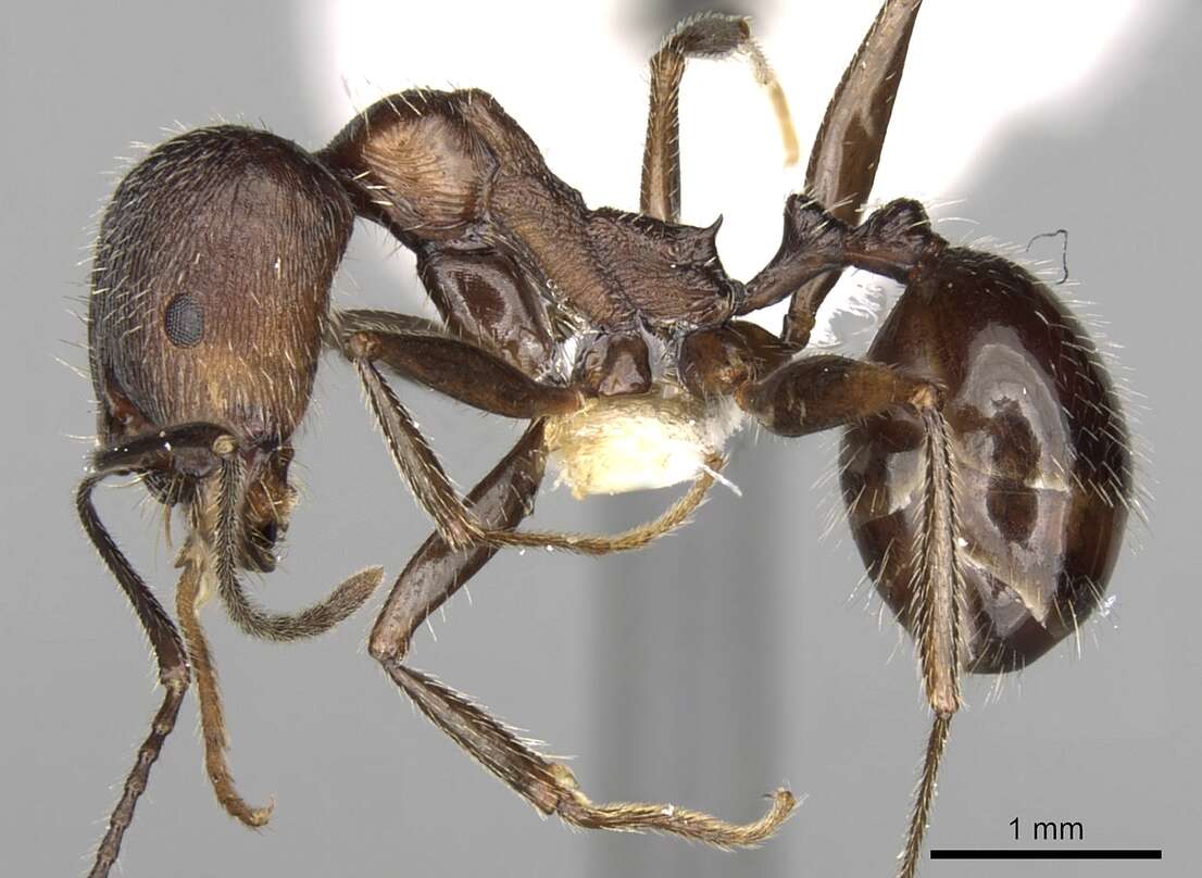 Aphaenogaster striativentris Forel 1895的圖片